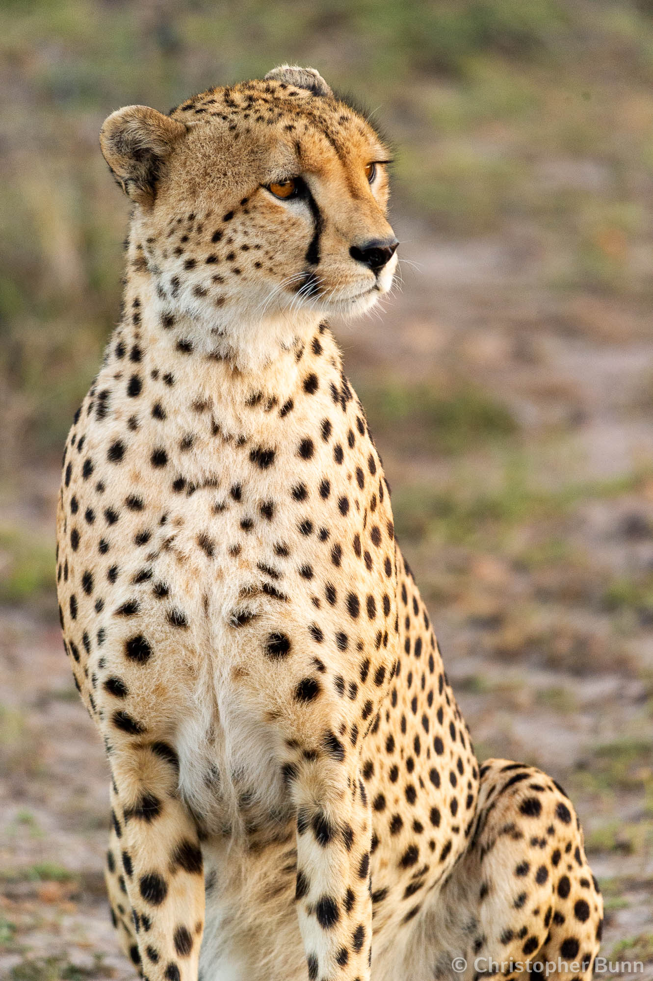 A cheetah in Maasai Mara National Park, Kenya.