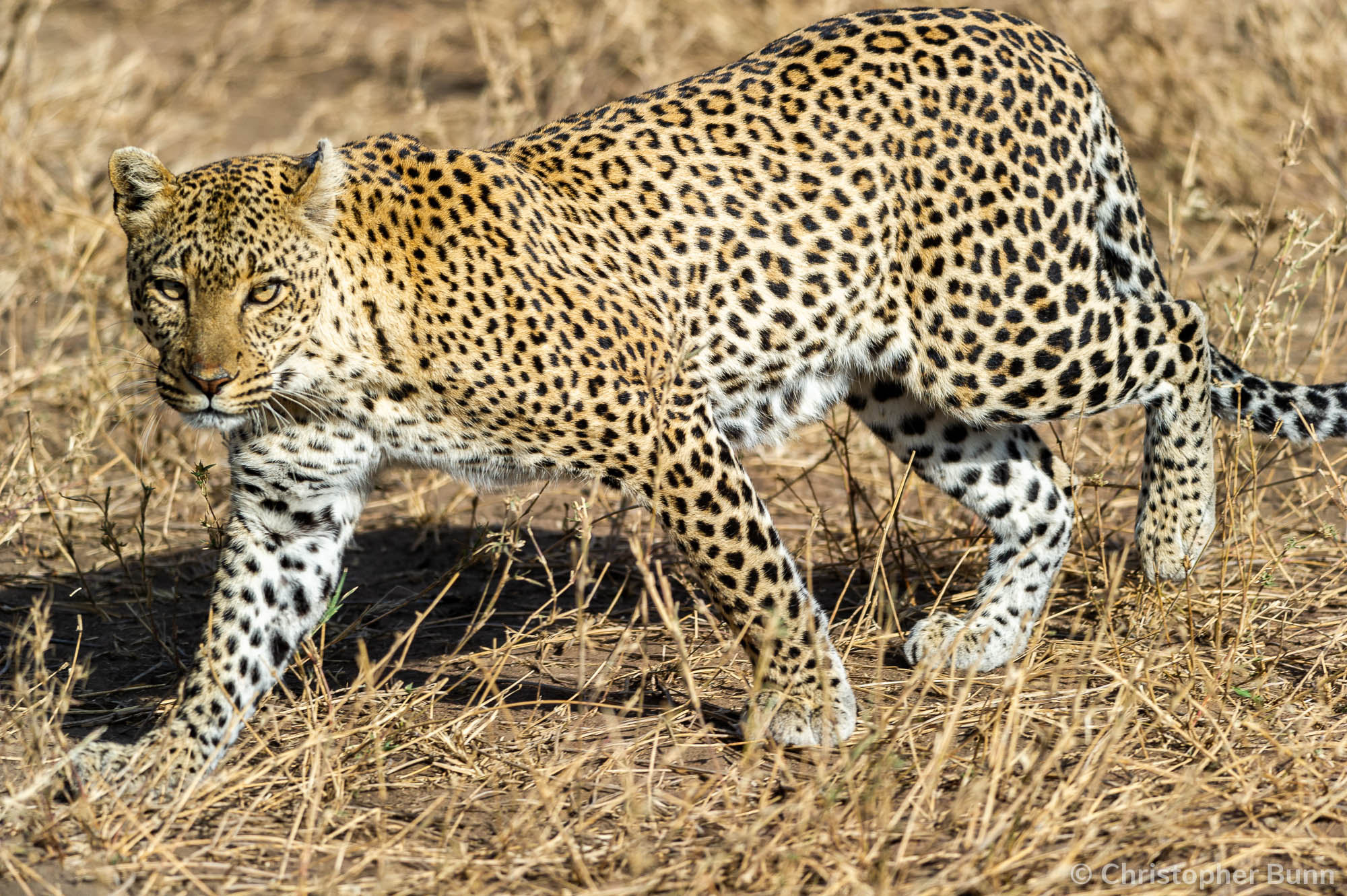 A leopard in Serengeti National Park, Tanzania.