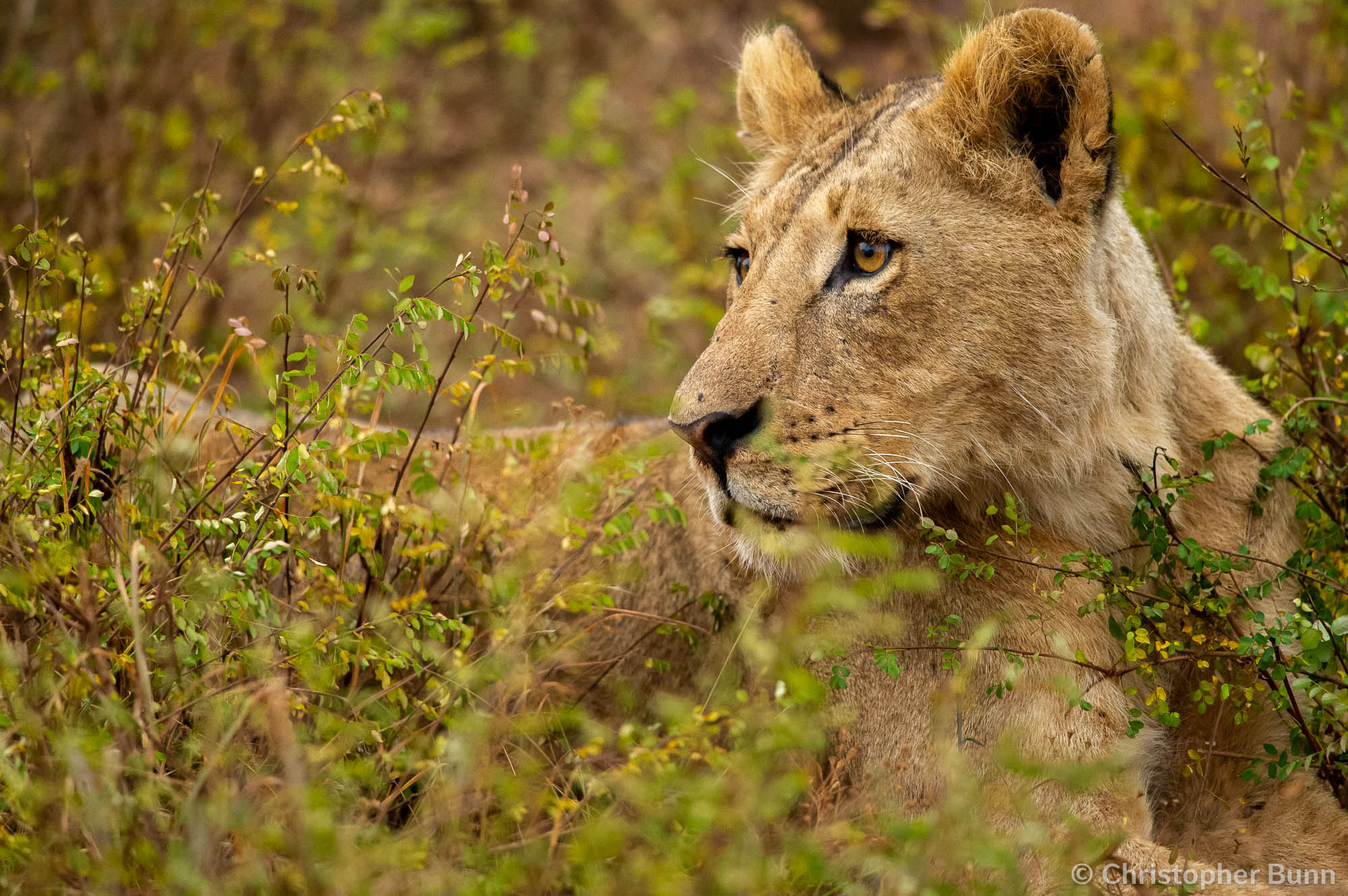 A lion in Nairobi National Park, Kenya.