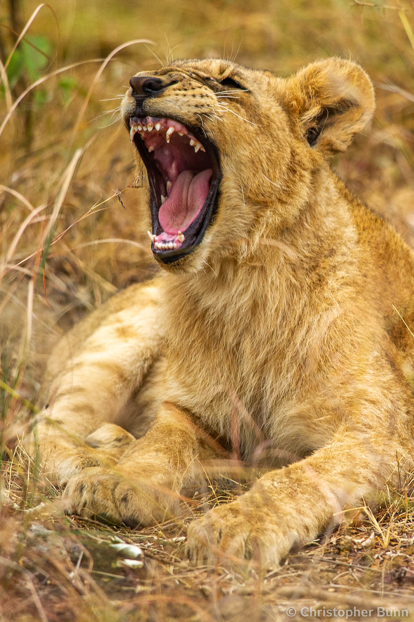 A young lion in Nairobi National Park, Kenya.