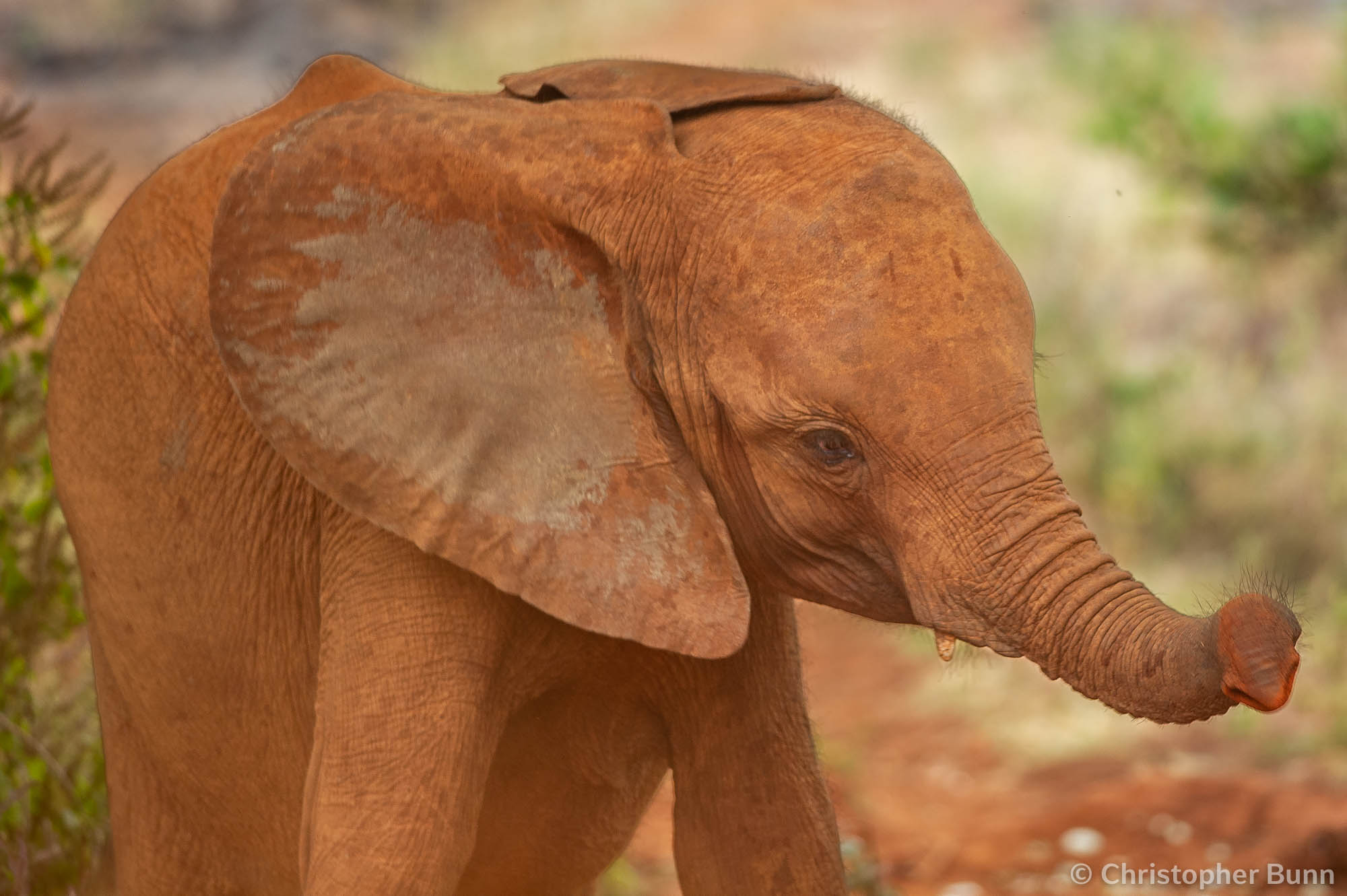 One of the rescued elephants of Sheldrick Wildlife Trust in Nairobi, Kenya.