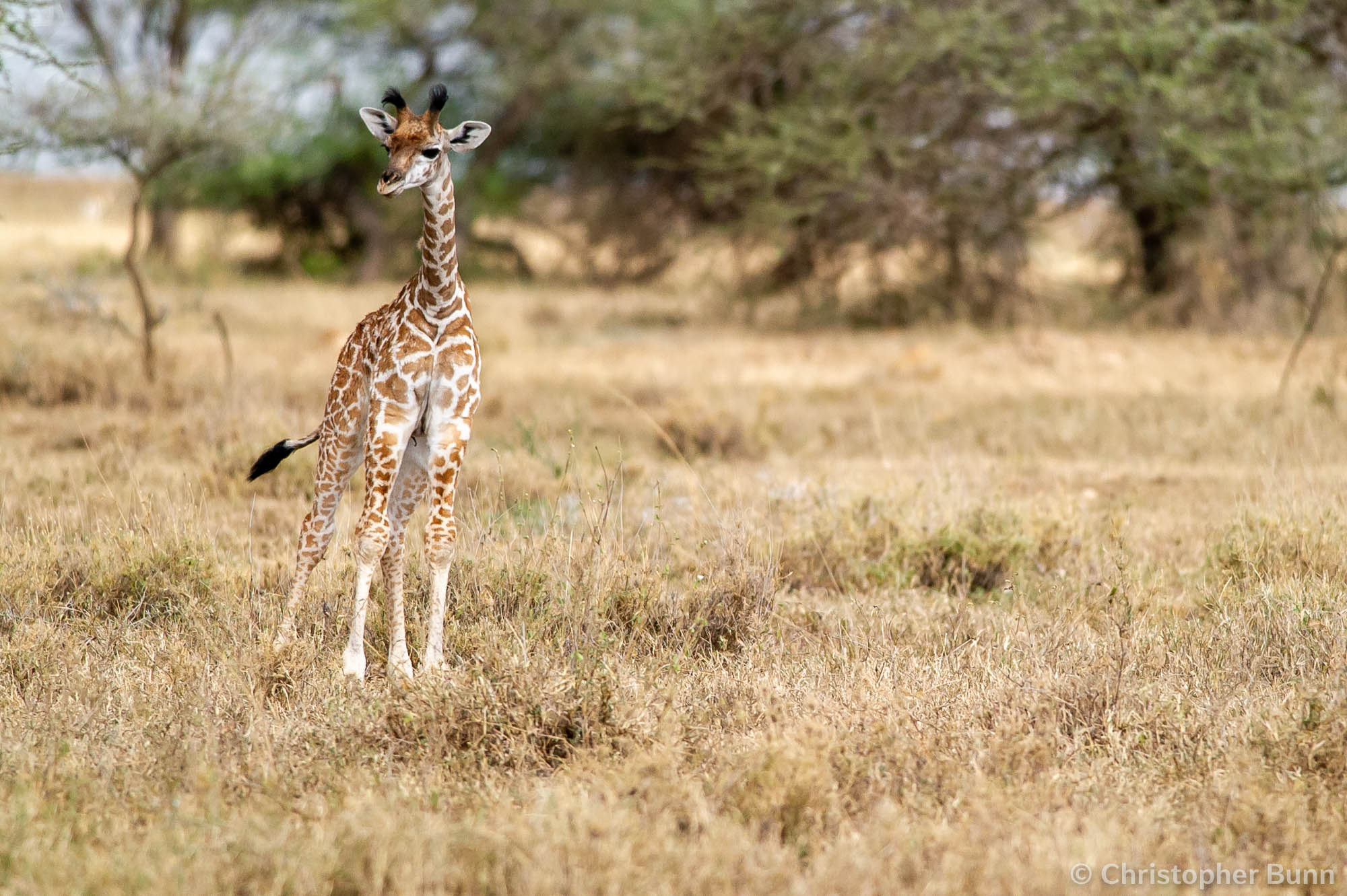 A young giraffe in Serengeti National Park, Tanzania.